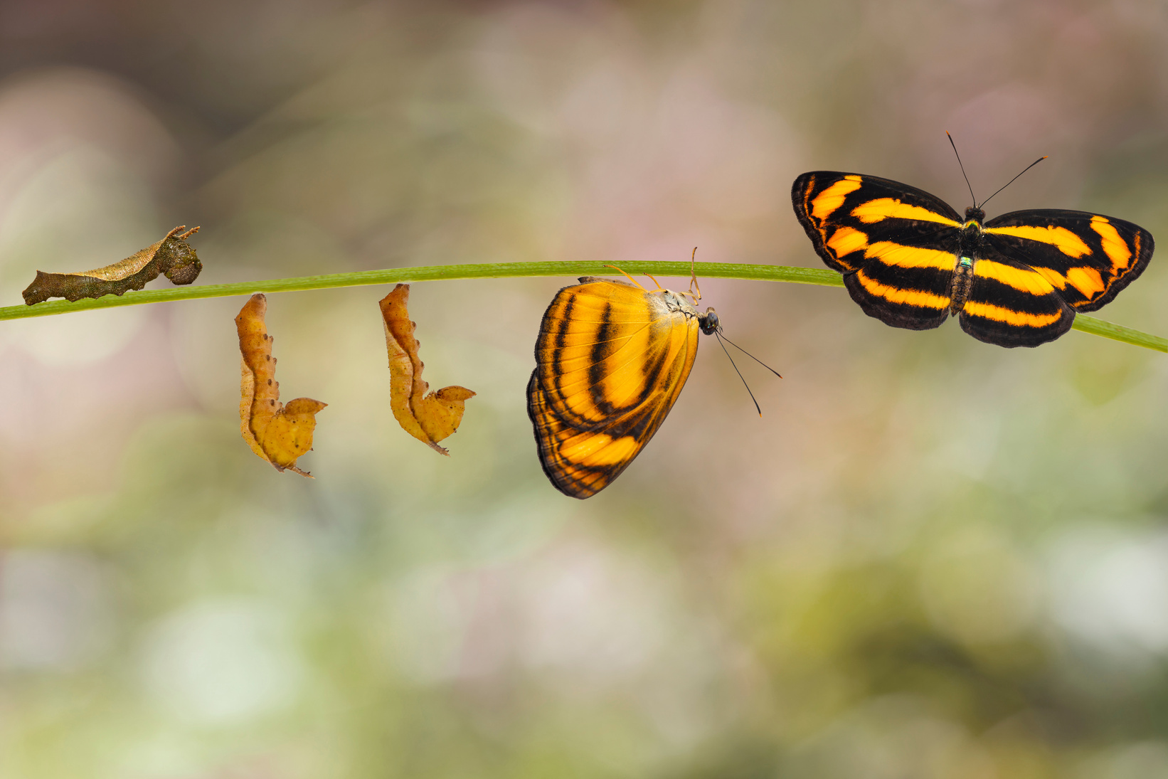 Transformation of common lascar butterfly ( Pantoporia hordonia ) from caterpillar and chrysalis on twig